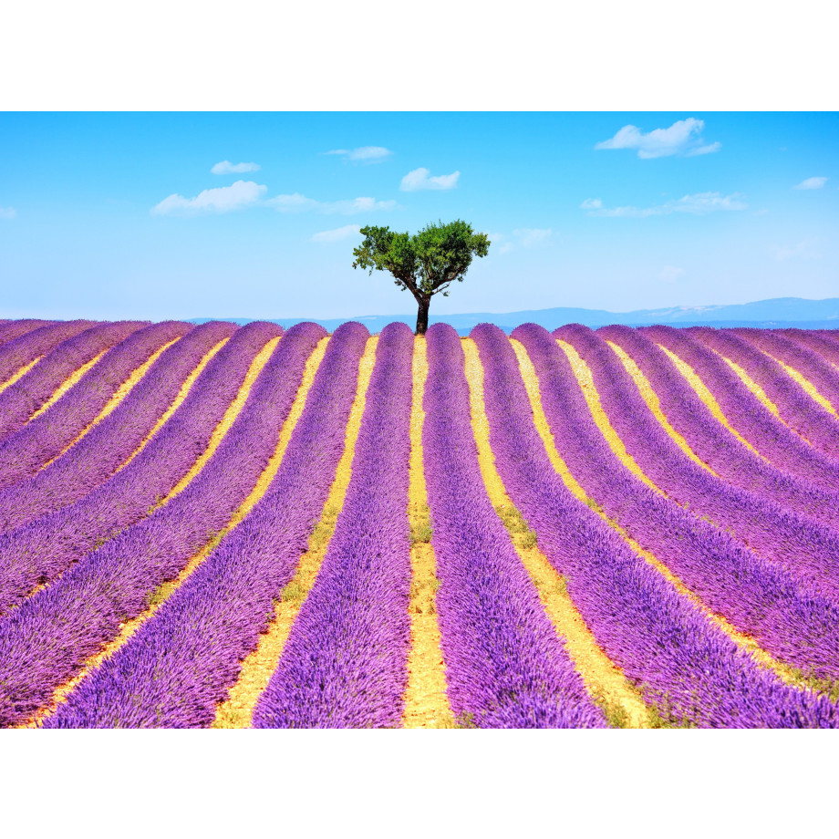 Papermoon Fotobehang Lavender in Provence afbeelding 1