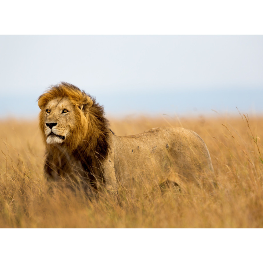 Papermoon Fotobehang Lion in Masai Mara Kenya afbeelding 1