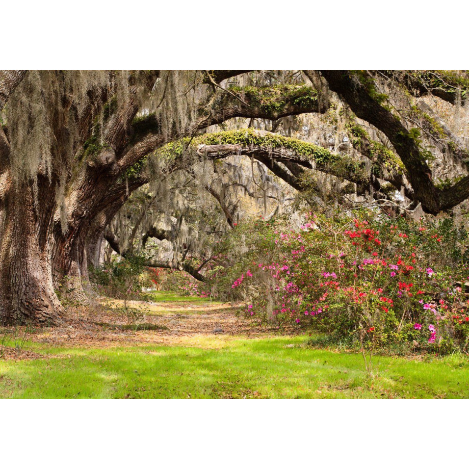 Papermoon Fotobehang Live oak tunnel Vliesbehang, eersteklas digitale print afbeelding 1