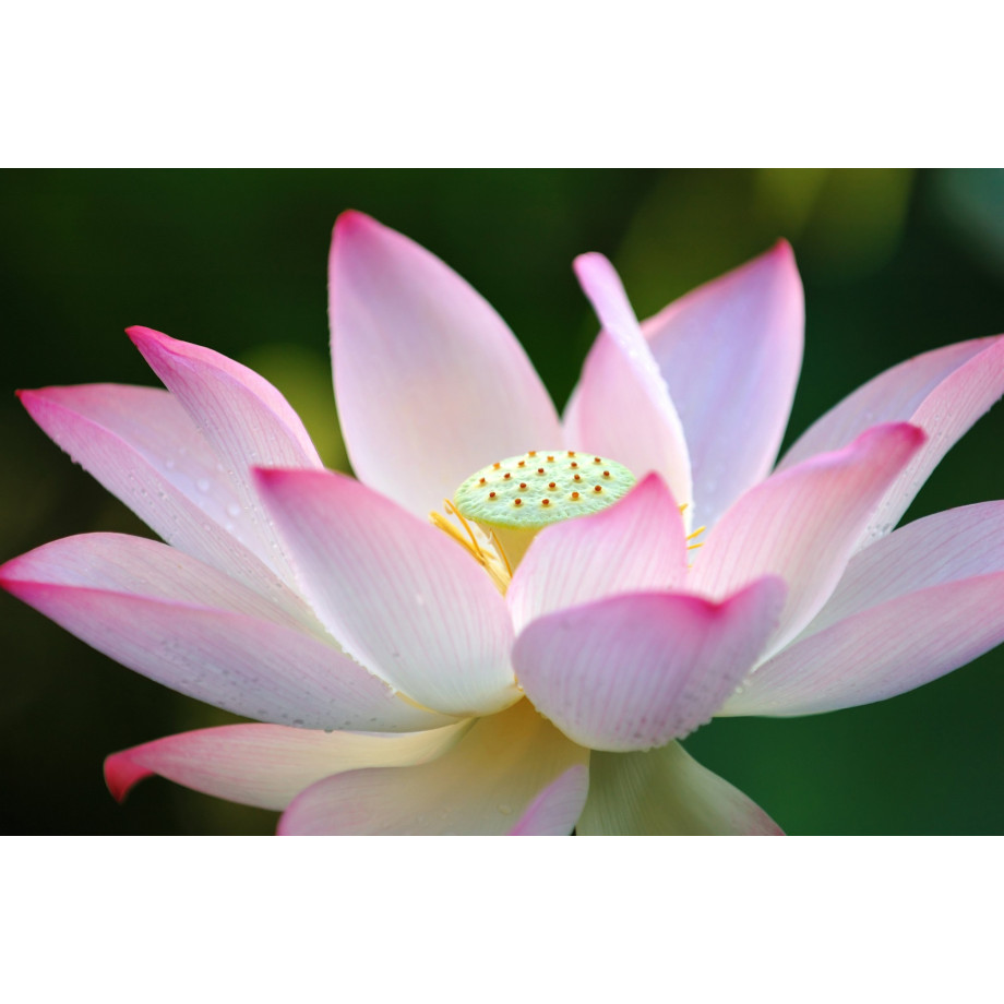 Papermoon Fotobehang Lotus flower afbeelding 1