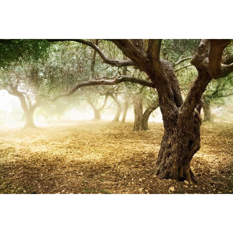 Papermoon Fotobehang Old olijf Trees afbeelding 1