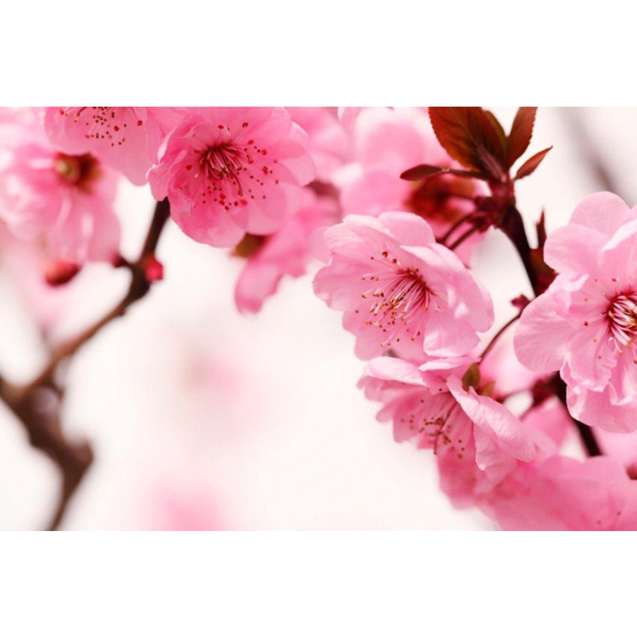 Papermoon Fotobehang Peach blossom afbeelding 1