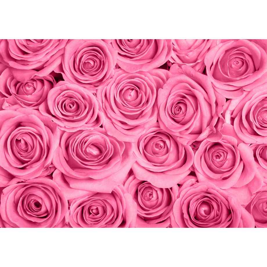 Papermoon Fotobehang Pink roos afbeelding 1