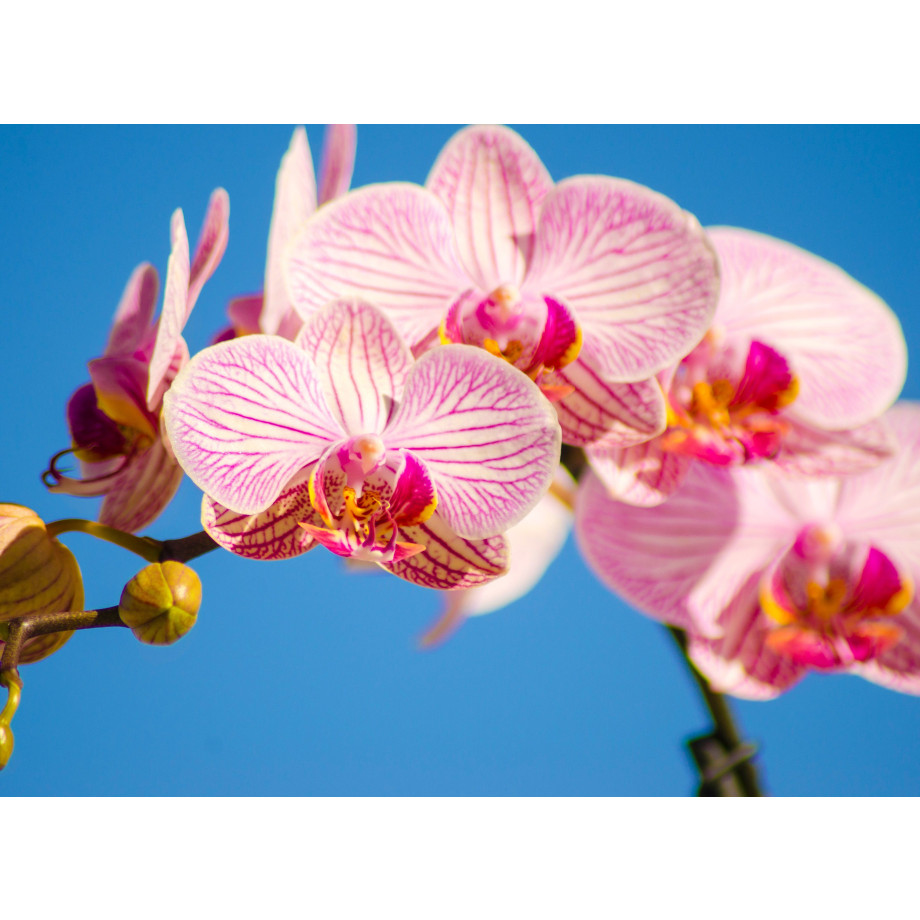 Papermoon Fotobehang Pink Vlinderorchidee orchidee afbeelding 1