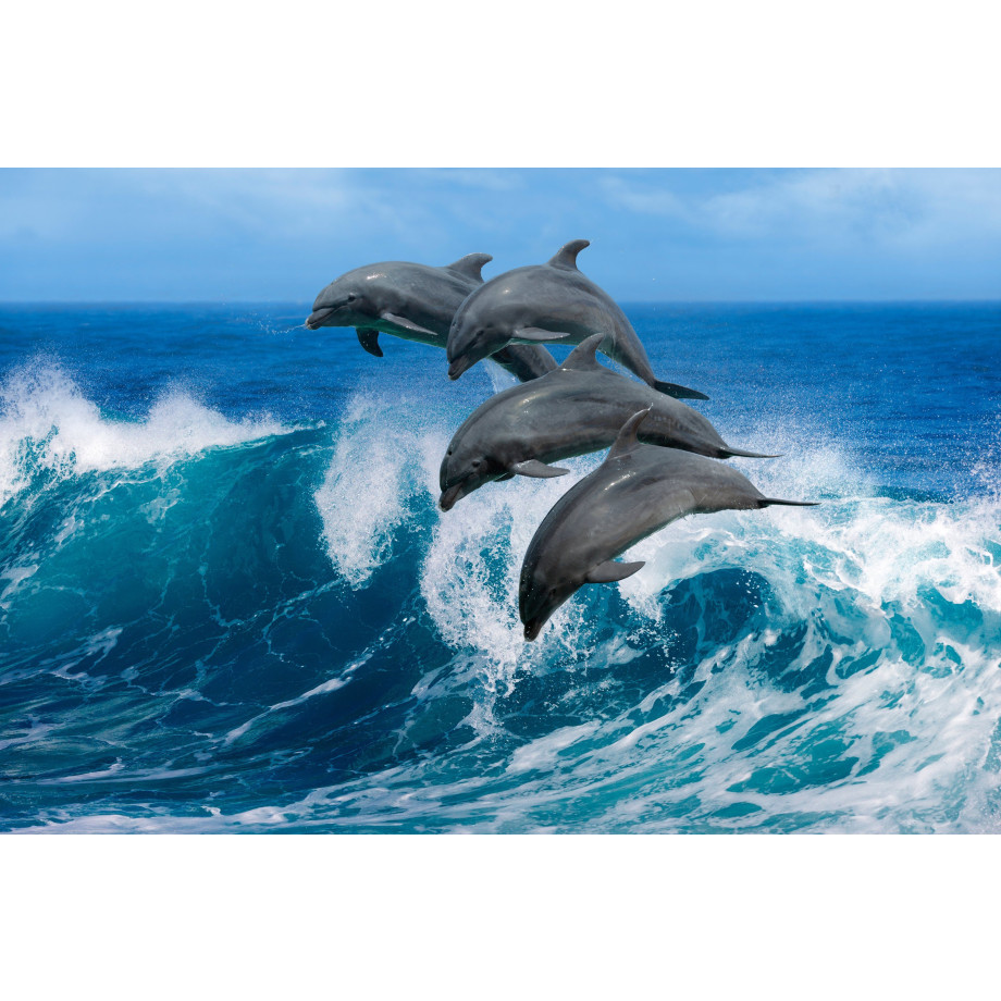 Papermoon Fotobehang Playful Dolphins afbeelding 1