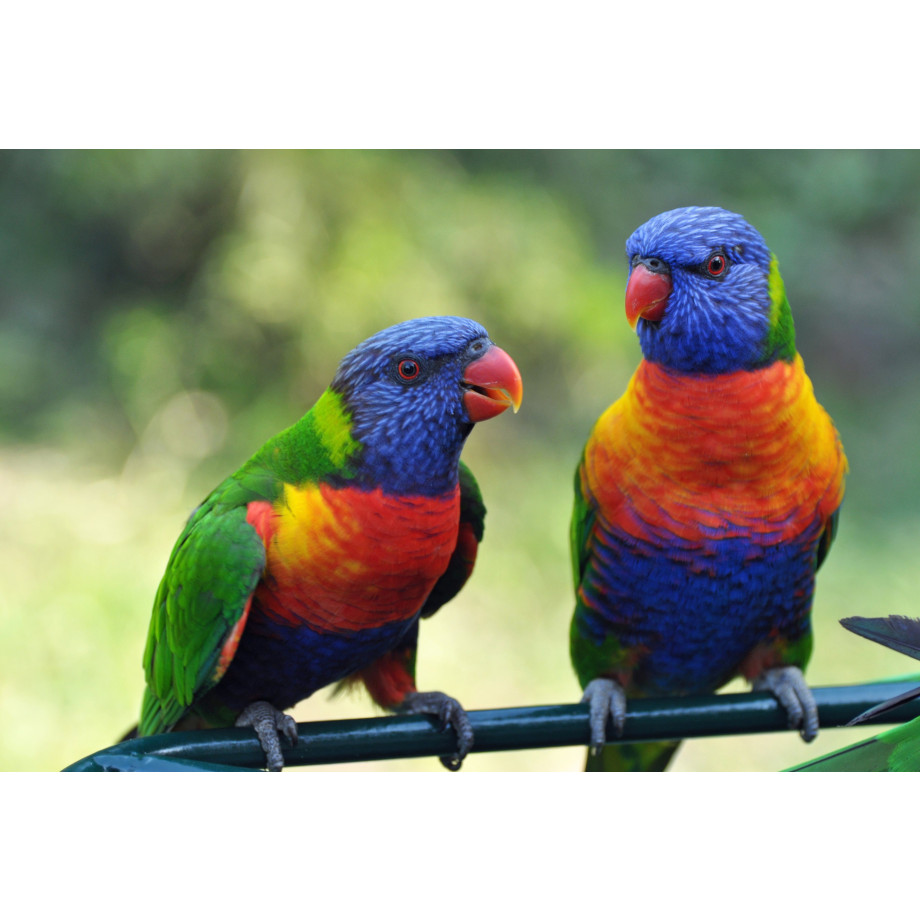 Papermoon Fotobehang Rainbow Lorikeets Birds afbeelding 1