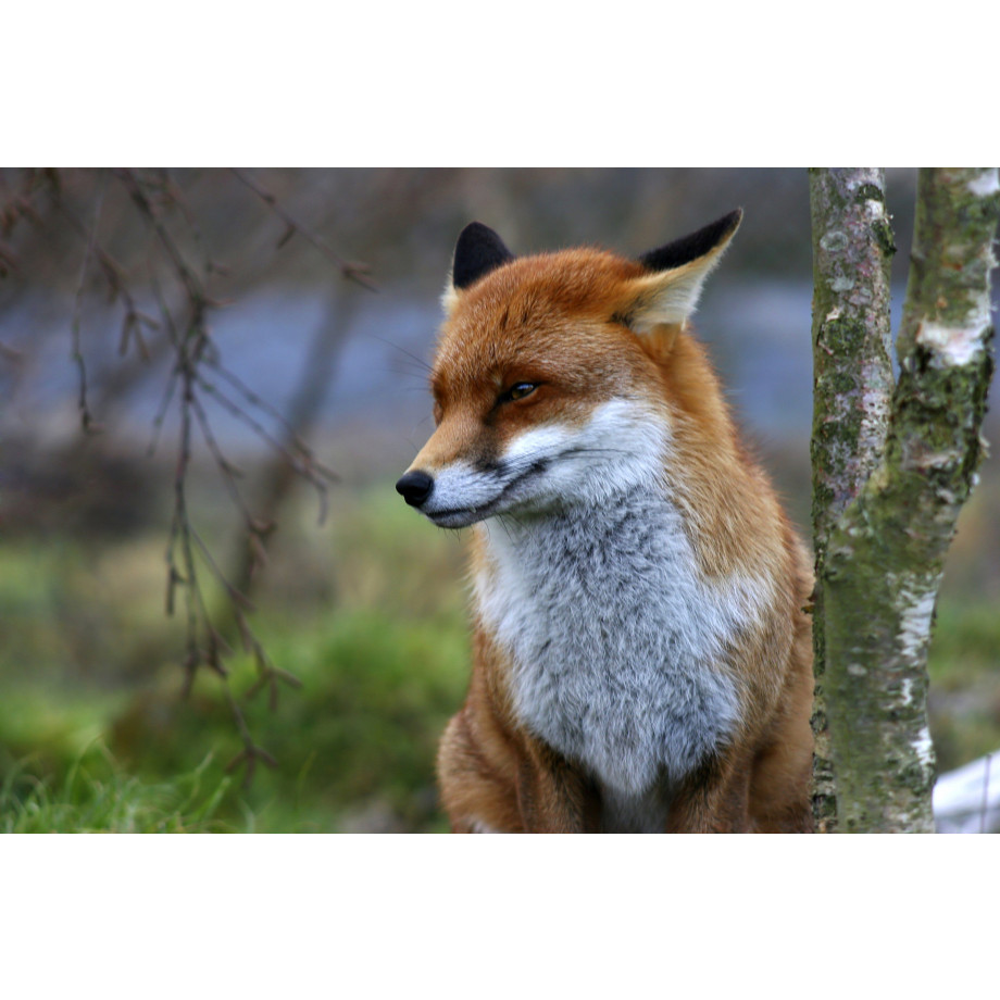 Papermoon Fotobehang Red Fox afbeelding 1