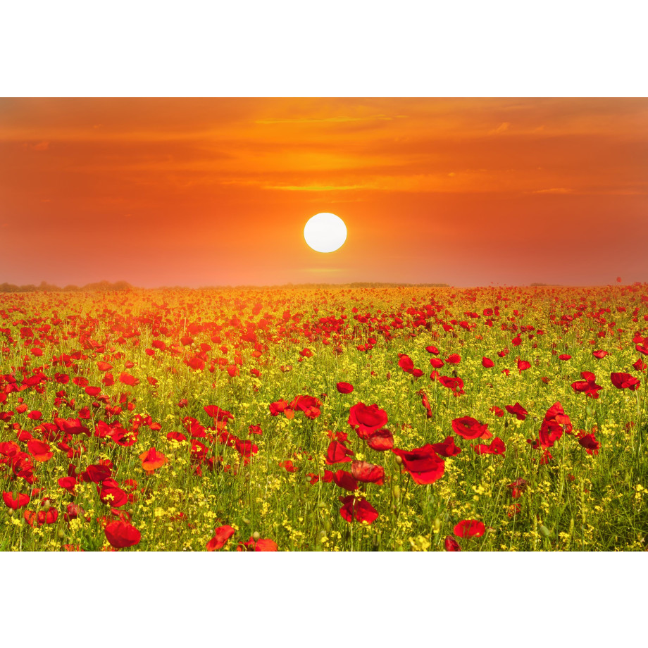 Papermoon Fotobehang Red Poppies Field afbeelding 1