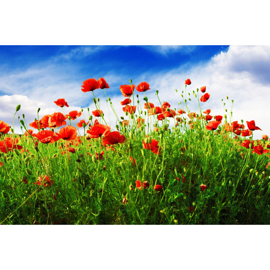 Papermoon Fotobehang Red Poppies afbeelding 1