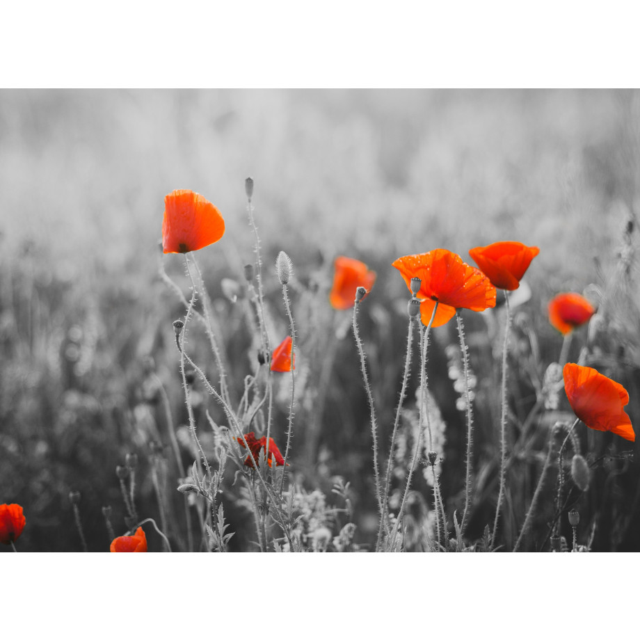 Papermoon Fotobehang Red Poppy Flowers afbeelding 1