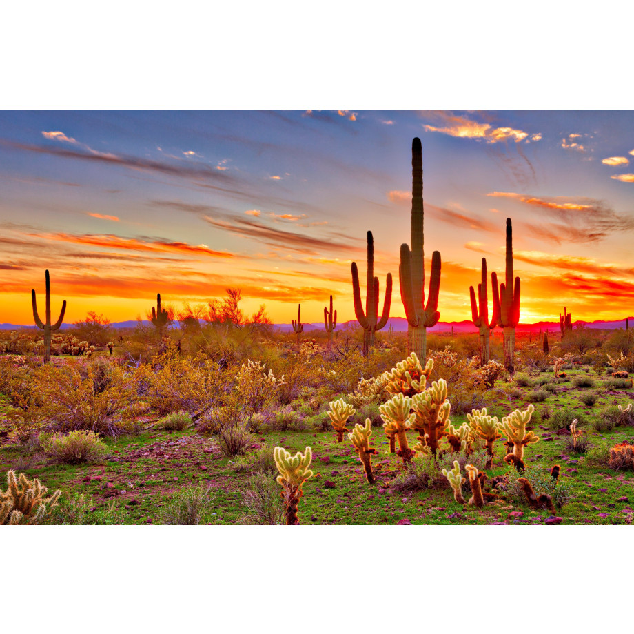 Papermoon Fotobehang Saguaros Sunset Phoenix afbeelding 1