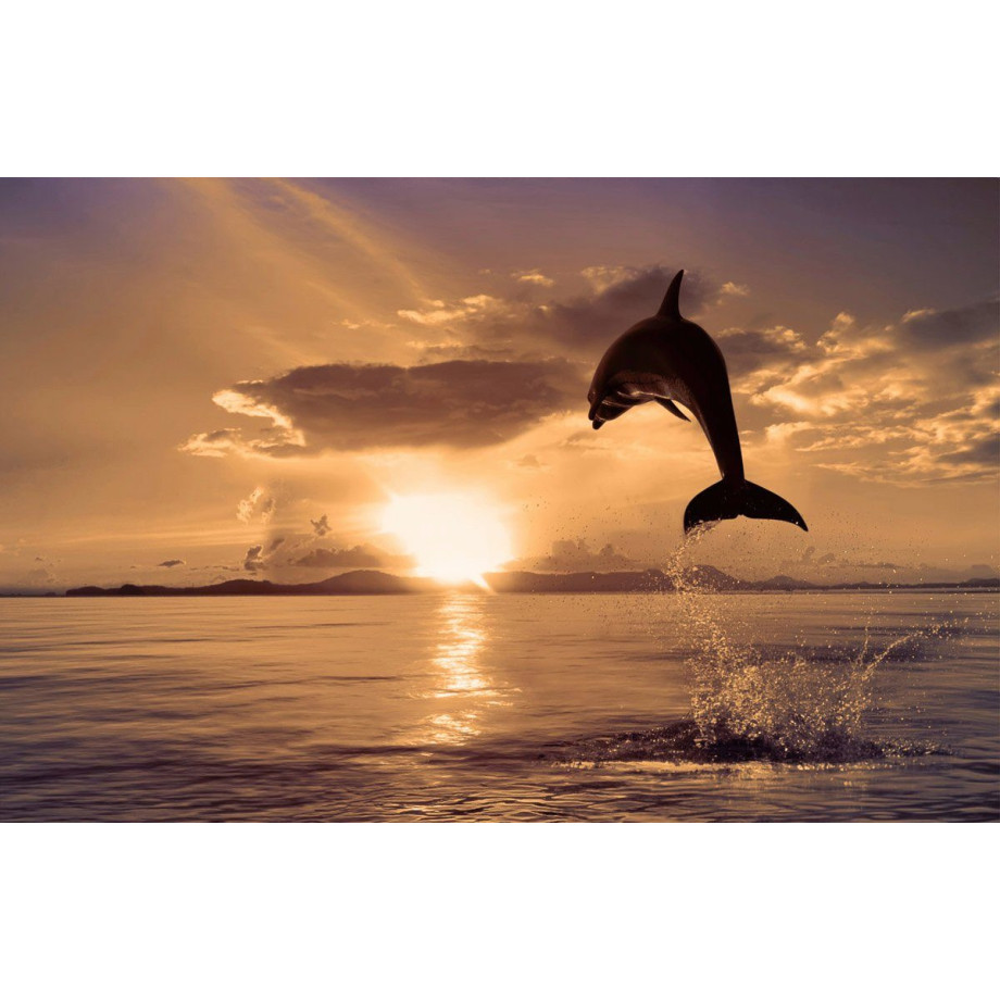 Papermoon Fotobehang Springende dolfijn Vliesbehang, eersteklas digitale print afbeelding 1