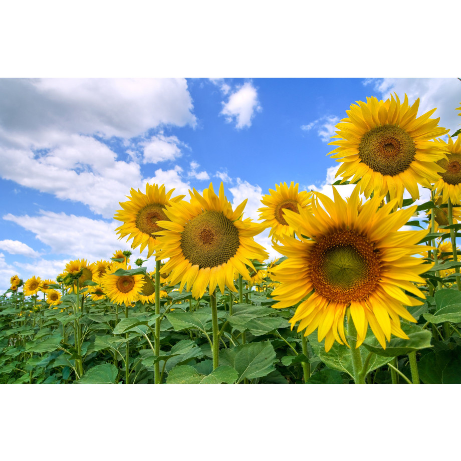 Papermoon Fotobehang Sunflower Field afbeelding 1