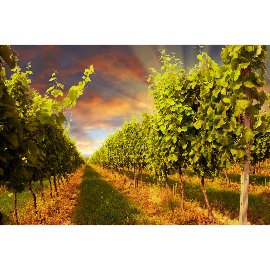 Papermoon Fotobehang Sunset Vineyard afbeelding 1