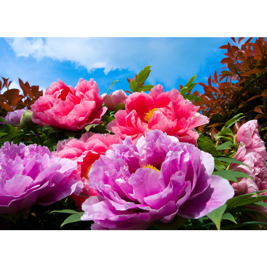 Papermoon Fotobehang TropicalPeonies afbeelding 1