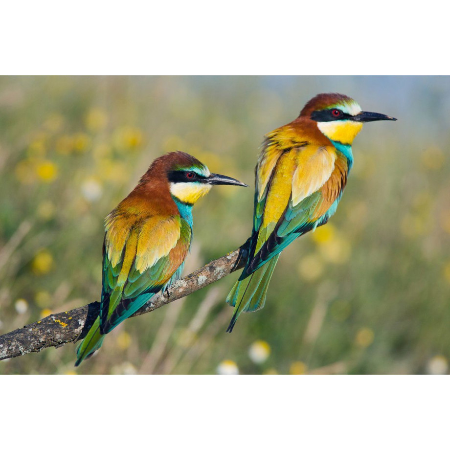 Papermoon Fotobehang Vogelpaar Vliesbehang, eersteklas digitale print afbeelding 1