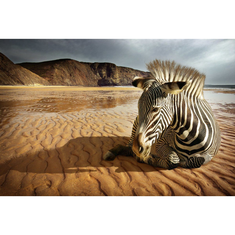 Papermoon Fotobehang Zebra op het strand Vliesbehang, eersteklas digitale print afbeelding 1