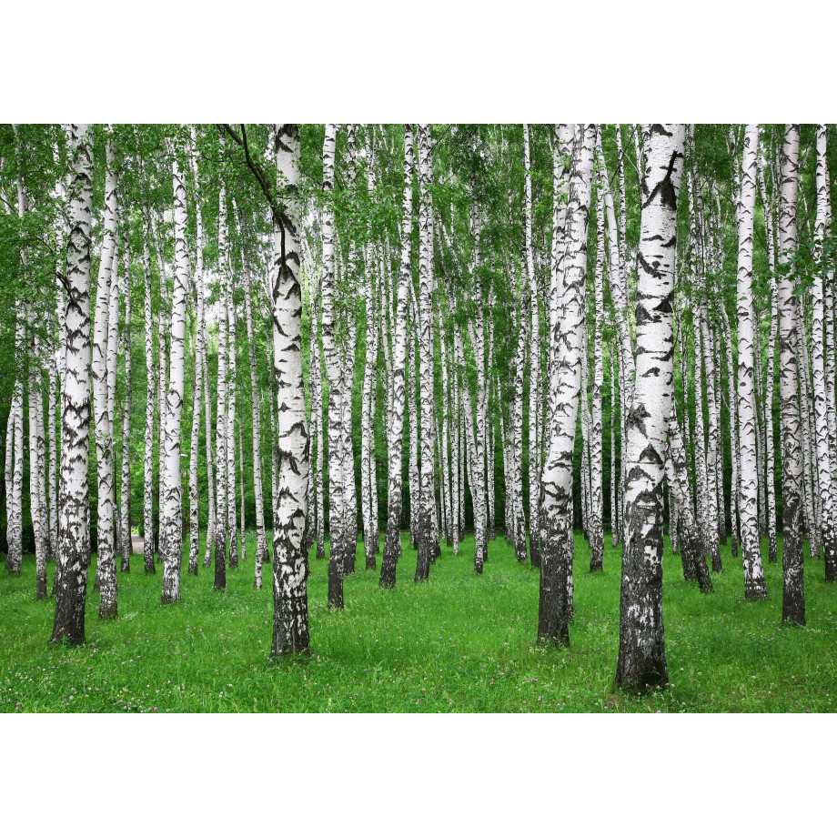 Papermoon Fotobehang Zoemer Birch forest afbeelding 1