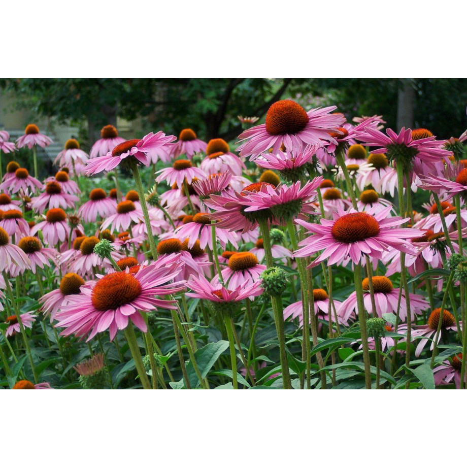 Papermoon Fotobehang Zomerbloemen Vliesbehang, eersteklas digitale print afbeelding 1