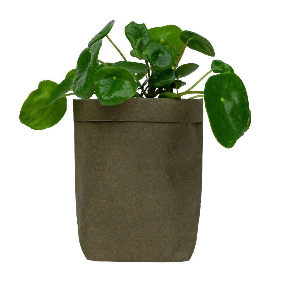 QUVIO Plantenzak - Kraftpapier - 10 x 10 x 20 cm - Donkergroen afbeelding 1