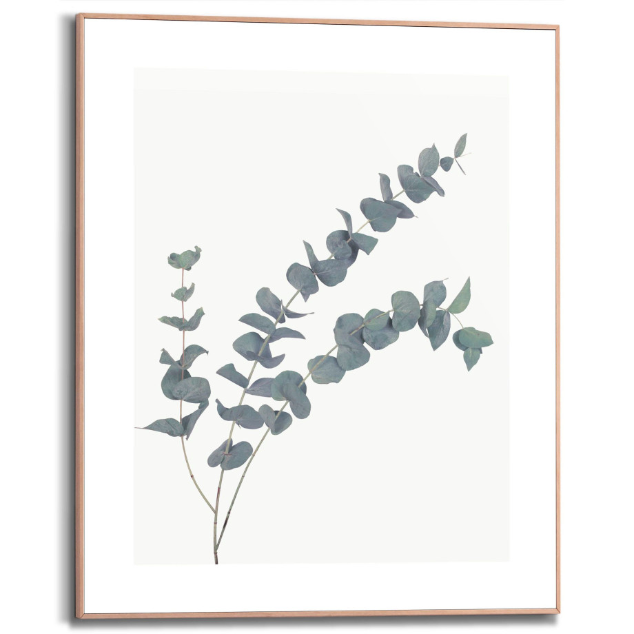 Reinders! Artprint met lijst Eucalyptus afbeelding 1