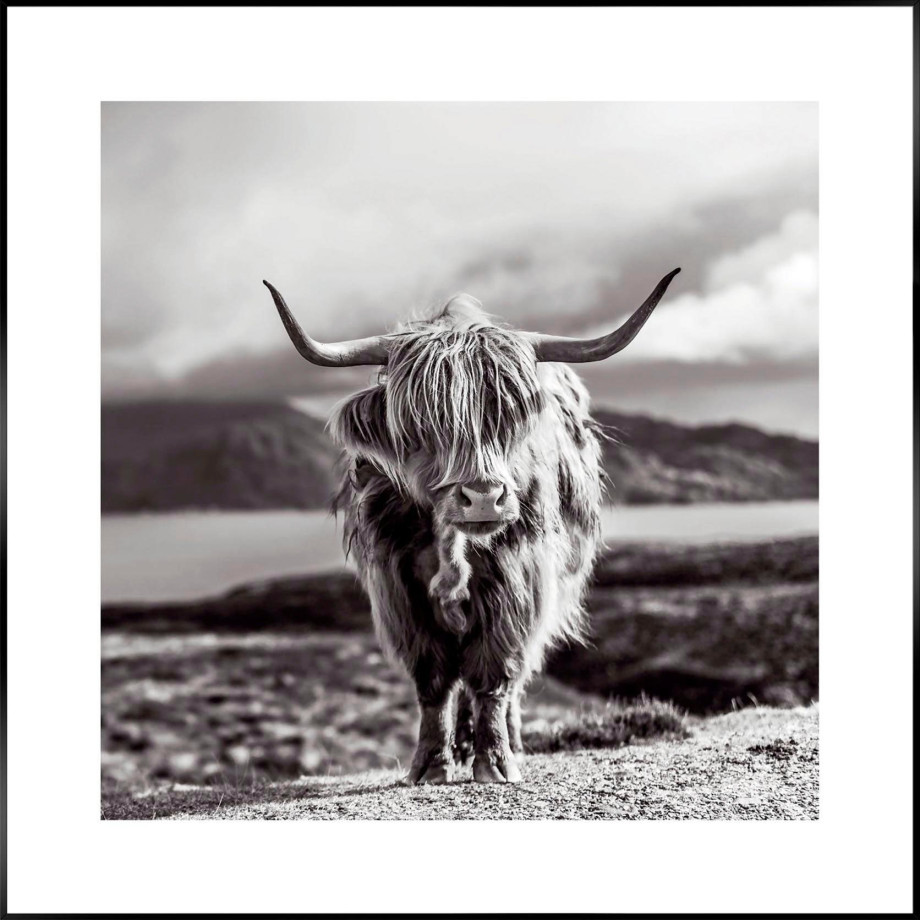 Reinders! Artprint Slim Frame Black 50x50 Highland Cow afbeelding 1