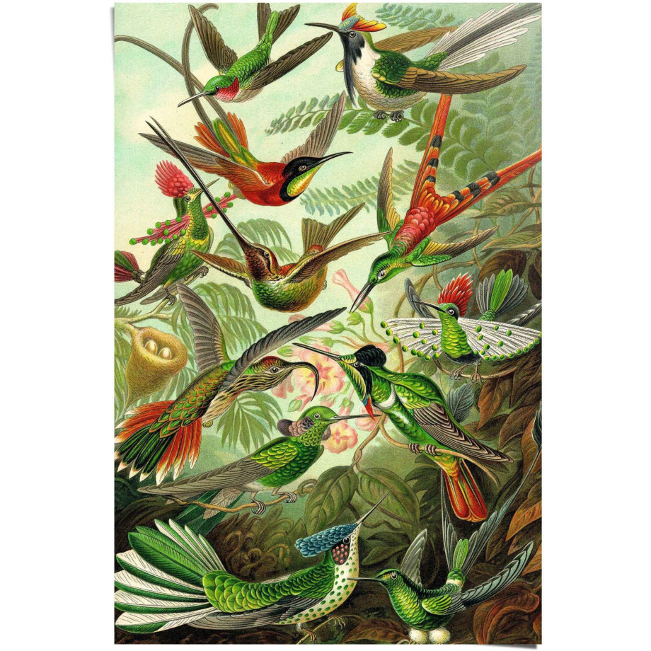 Reinders! Poster Hummingbirds vogel - diermotief - natuur - botanisch - Ernst Haeckel afbeelding 1