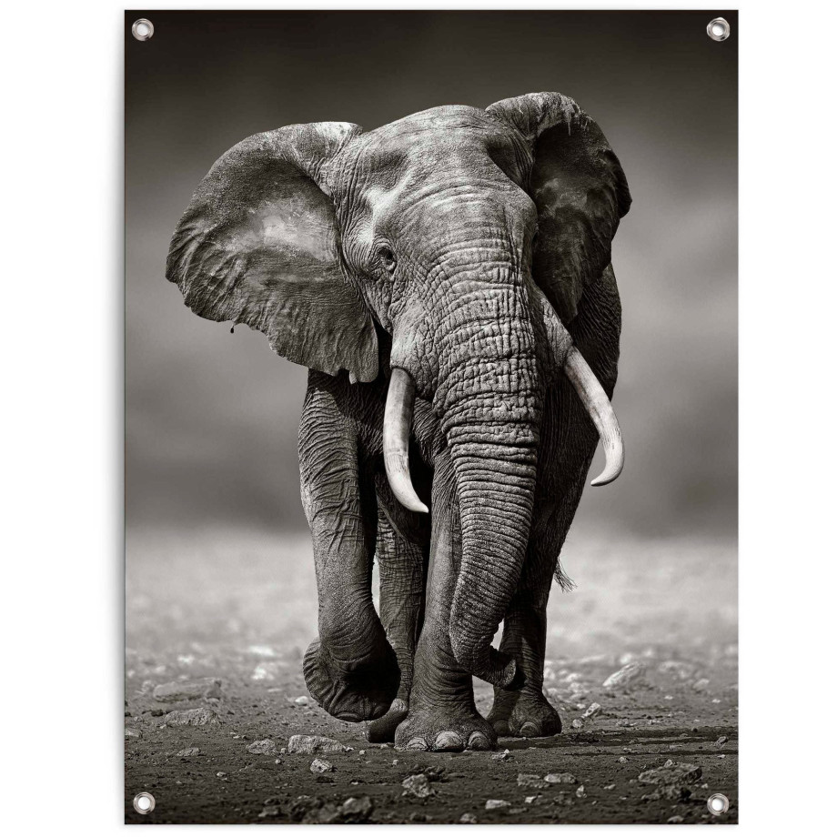 Reinders! Poster Olifant afbeelding 1