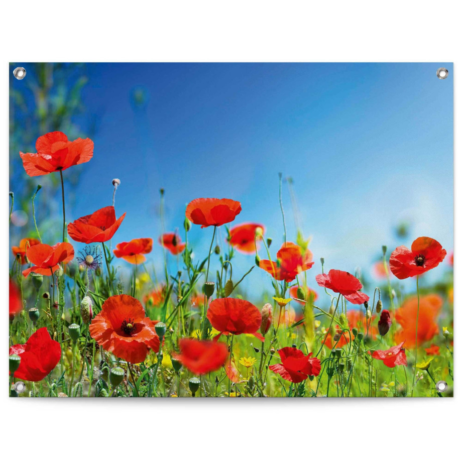 Reinders! Poster Zomerbloemen afbeelding 1