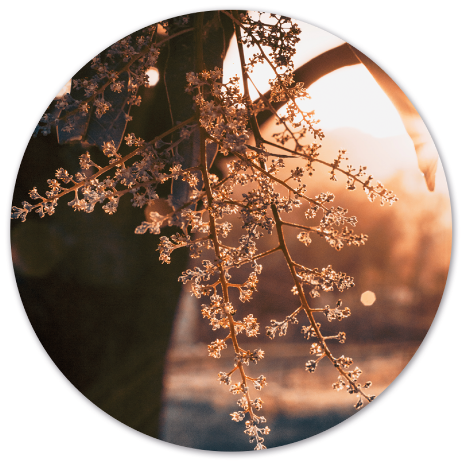 Wanddecoratie cirkel Woods | Label2X afbeelding 1