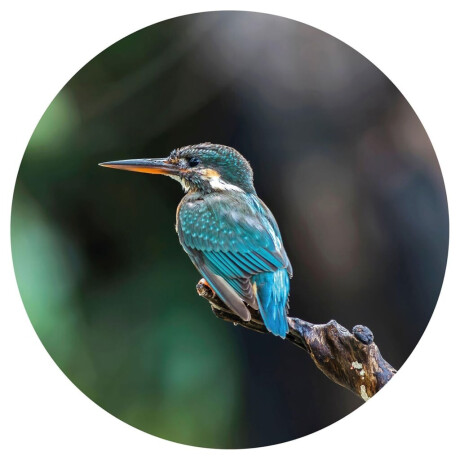WallArt Behangcirkel The Kingfisher 142,5 cm afbeelding2 - 1