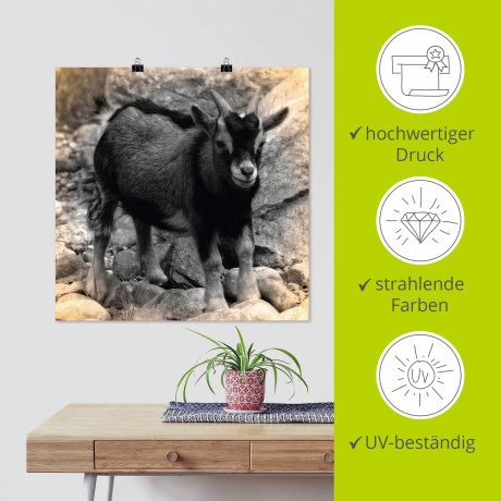 Artland Poster Dwerggeiten baby contact als artprint van aluminium, artprint op linnen, muursticker of poster in verschillende maten afbeelding2 - 1