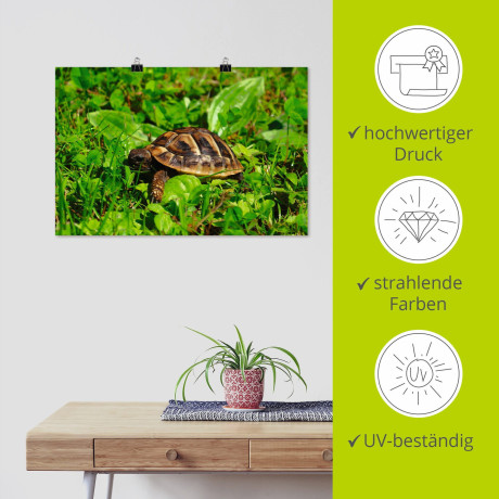 Artland Poster Griekse landschildpad baby als artprint van aluminium, artprint op linnen, muursticker of poster in verschillende maten afbeelding2 - 1