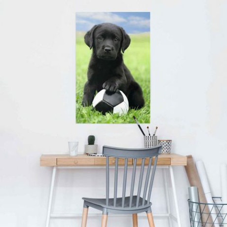 Reinders! Poster Labrador pup voetbal afbeelding2 - 1