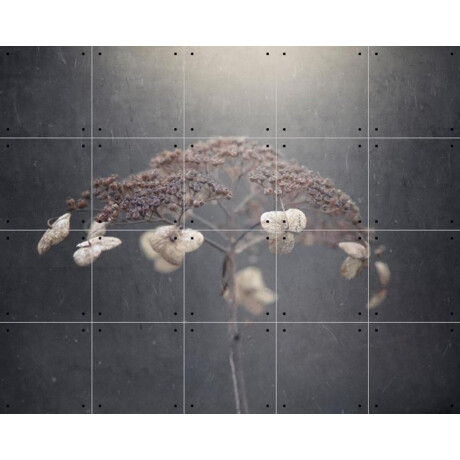 IXXI White Hydrangea, Takashi Suzuki & Various - 100 x 80 cm - Gratis ophangtool - Grote wanddecoratie en posters - Fotografie, Woonkamer, Slaapkamer