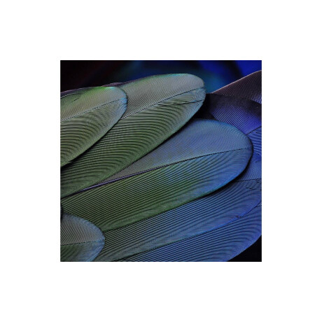 Goossens Schilderij Blue Green Feathers, 74 x 74 cm