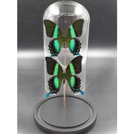 Opgezette Vlinders in Stolp - Vlinder In Glazen Stolp - Vlinderstolp Glas - Groen - 20 cm