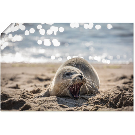 Artland Artprint Baby-rob aan het strand van List, Sylt als poster, muursticker in verschillende maten