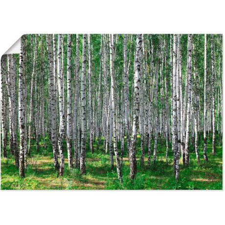 Artland Artprint Berkenbos als poster, muursticker in verschillende maten