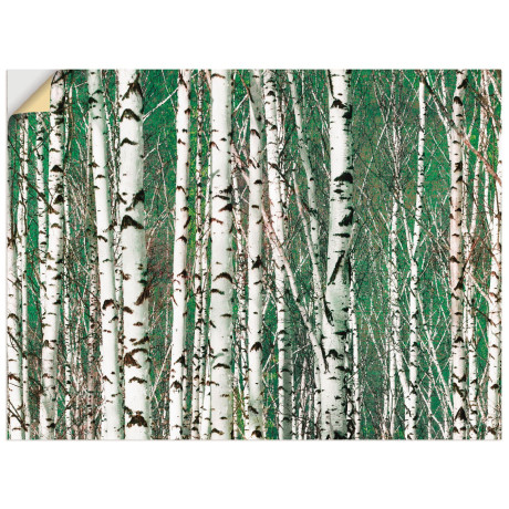 Artland Artprint Berkenbos - bomen als artprint op linnen, muursticker in verschillende maten