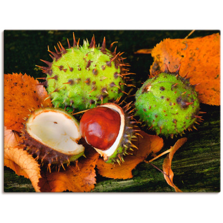Artland Artprint Kastanjes als artprint op linnen, muursticker in verschillende maten