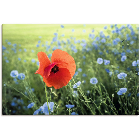 Artland Artprint op linnen Papaver III gespannen op een spieraam