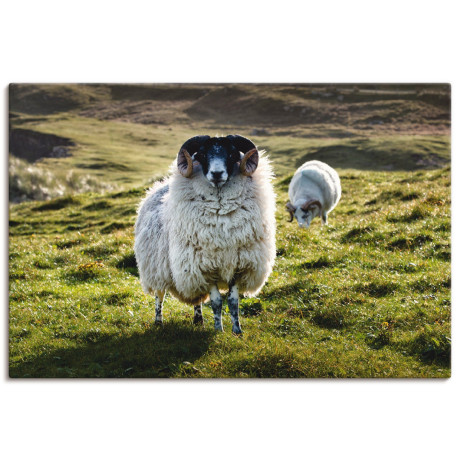Artland Artprint op linnen Schaap gespannen op een spieraam