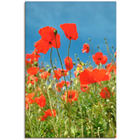 Artland Artprint op linnen Veld met rode klaproos gespannen op een spieraam