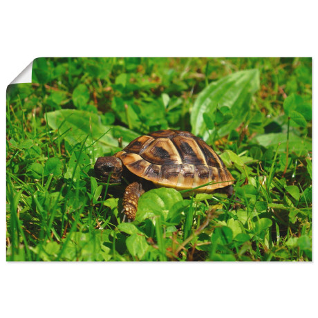 Artland Poster Griekse landschildpad baby als artprint van aluminium, artprint op linnen, muursticker of poster in verschillende maten