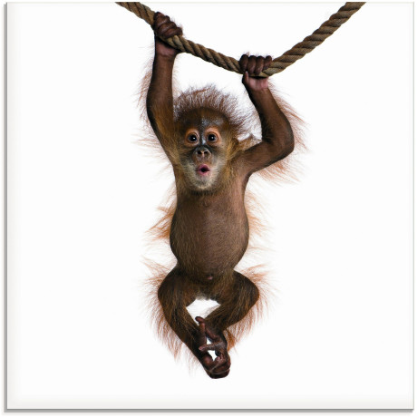 Artland Print op glas Baby orang oetan hangt aan het touw II