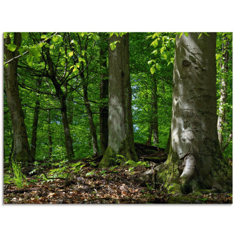 Artland Print op glas Voorjaar in beukenbos in verschillende maten