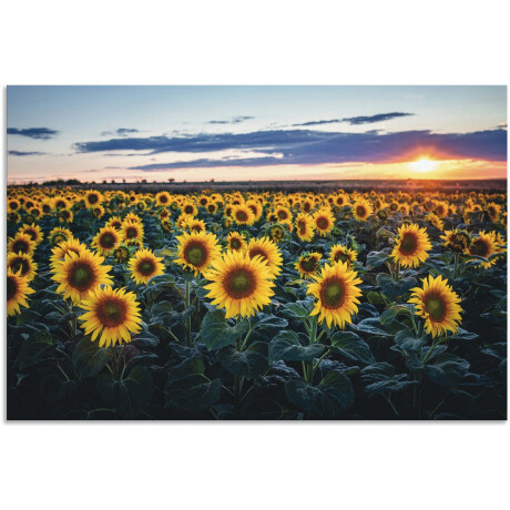 Artland Aluminium dibond print Zonnebloemenveld, zon op de achtergrond geschikt voor binnen en buiten, buitenafbeelding