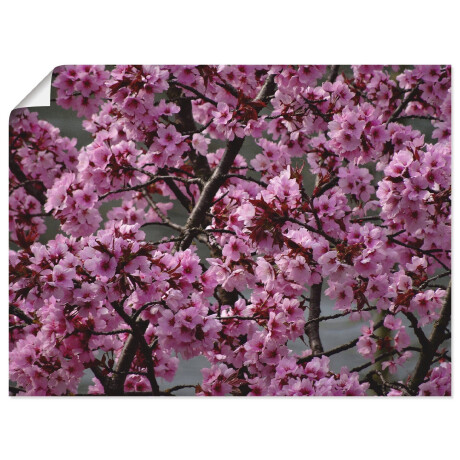 Artland Artprint Japanse sierkersen bloem als artprint op linnen, poster in verschillende formaten maten