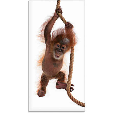 Artland Print op glas Baby orang oetan hangt aan het touw I
